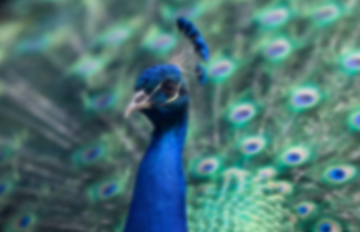 Blurred picture of a peacock