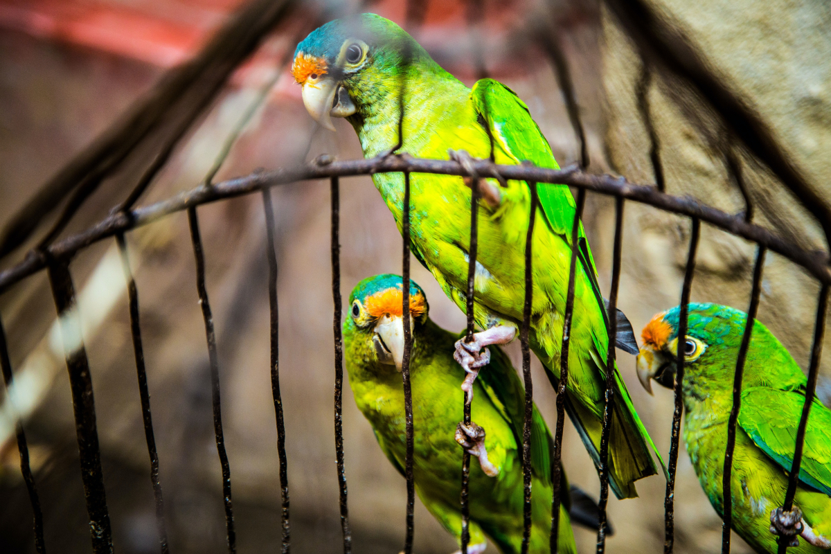 Caged birds
