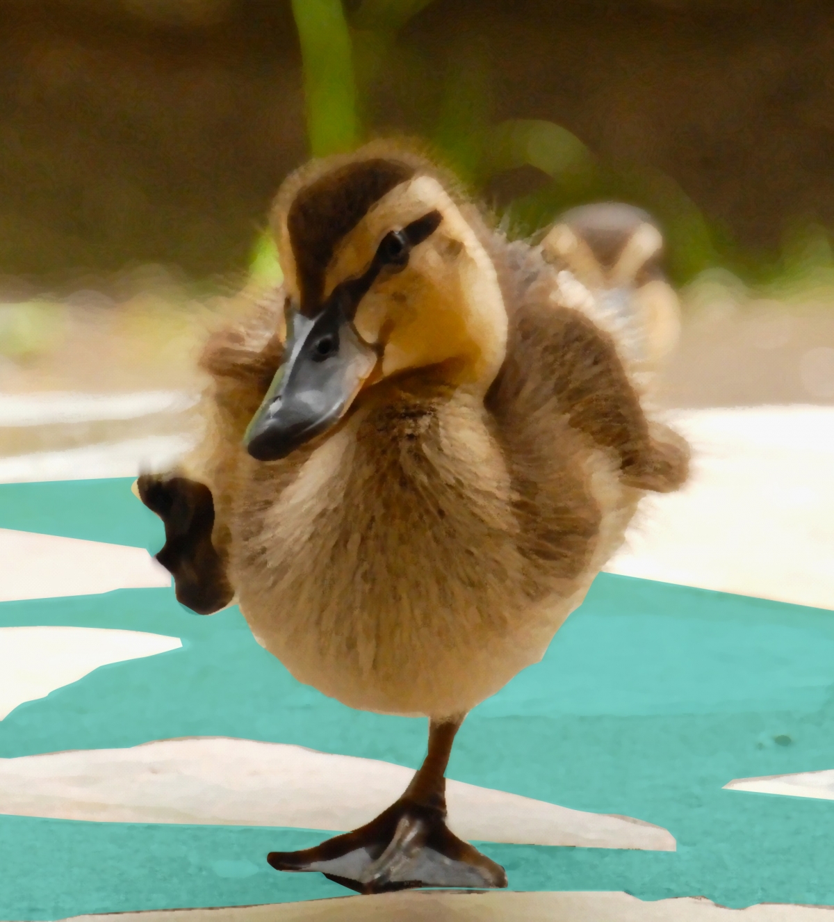 Duck taking a step