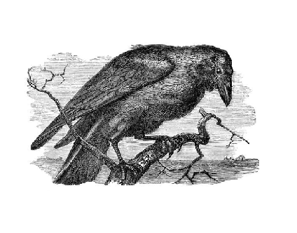 crow
