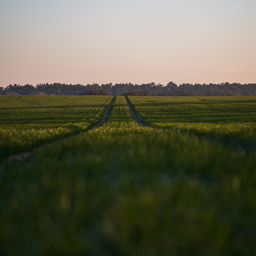 View from grass with path ahead. 