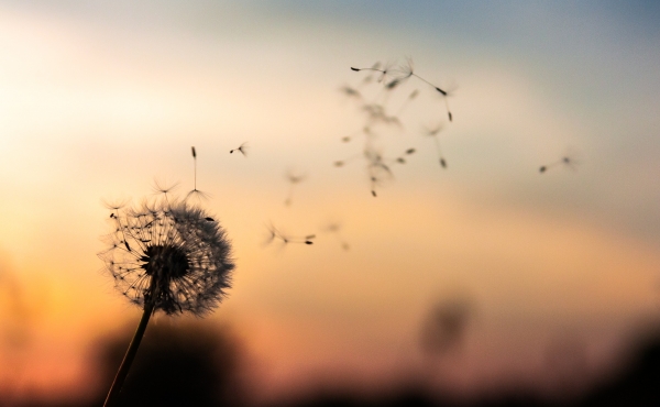 Dandelion blowing in the wind