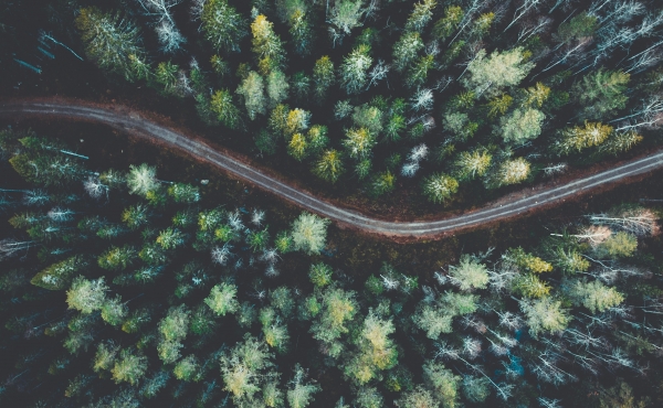 road going through a forest