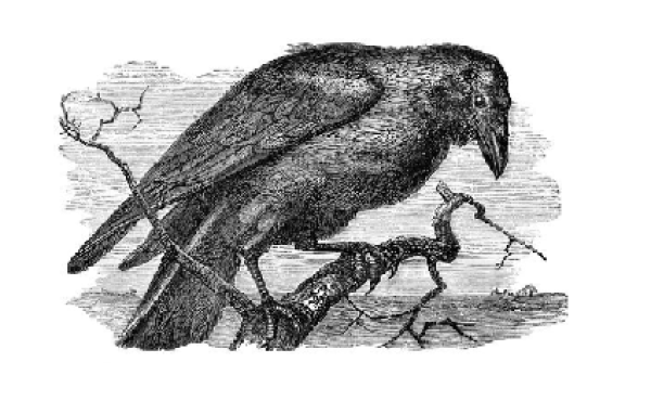 crow
