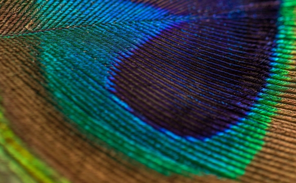 Close-up of a peacock feather