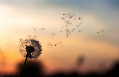 Dandelion blowing in the wind