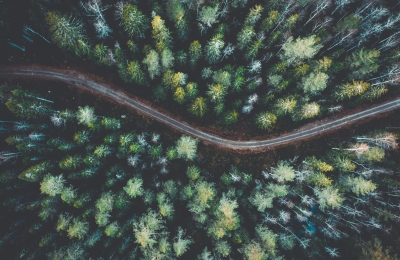 road going through a forest