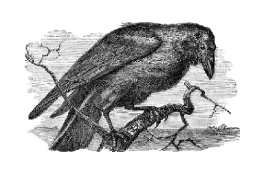 crow