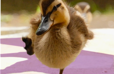 Duck taking a step
